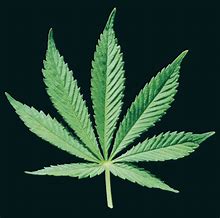 Online Marijuana Update
